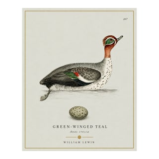 William Lewin 1789 Waterbirds Fine Art Gallery Board Print - The Green Winged Teal For Sale