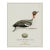 William Lewin 1789 Waterbirds Fine Art Gallery Board Print - The Green Winged Teal For Sale