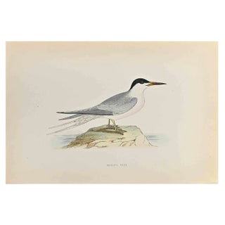 Alexander Francis Lydon, Roseate Tern, Woodcut Print, 1870 For Sale