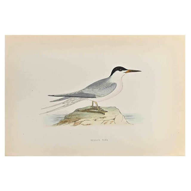 Alexander Francis Lydon, Roseate Tern, Woodcut Print, 1870 For Sale