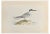 Alexander Francis Lydon, Roseate Tern, Woodcut Print, 1870 For Sale