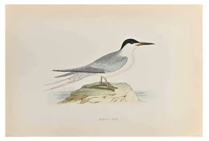Alexander Francis Lydon, Roseate Tern, Woodcut Print, 1870