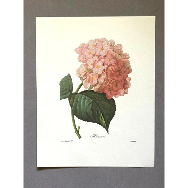 Up for sale is this gorgeous vintage print by PJ Redoute, one of several we are currently listing. With a sheet size of...