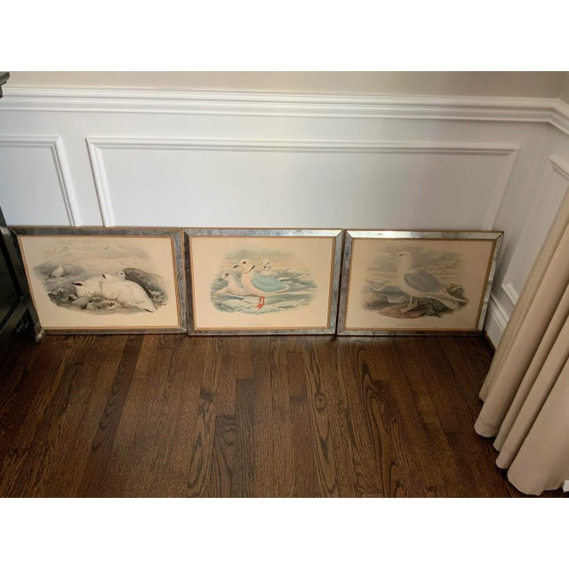 Magnificent collection of 3 bird prints by renowned J. Gould, aka “The Bird Man", lived from 1804-1881. He lived in...