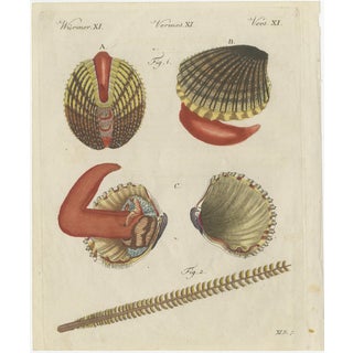 Bertuch, Shipworm and Sea Pen, 1800, Engraving For Sale