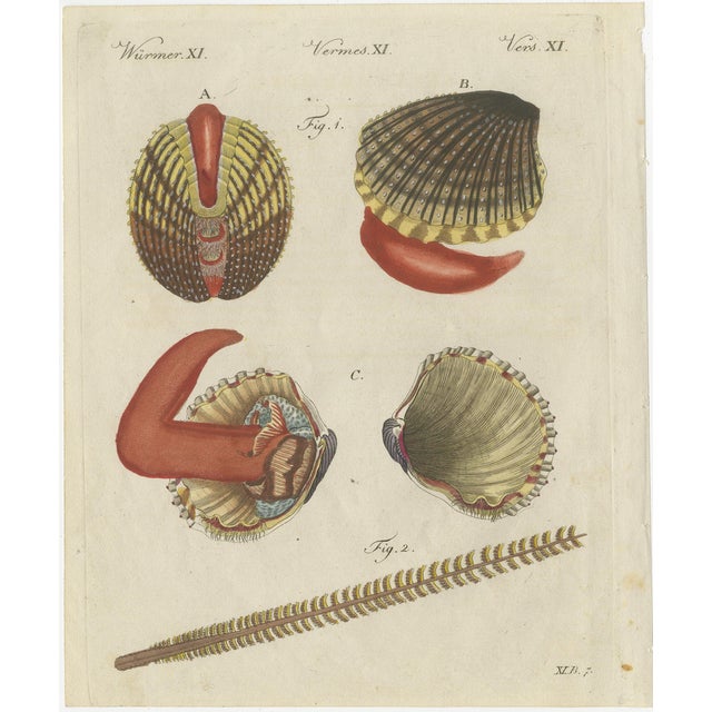 Bertuch, Shipworm and Sea Pen, 1800, Engraving For Sale