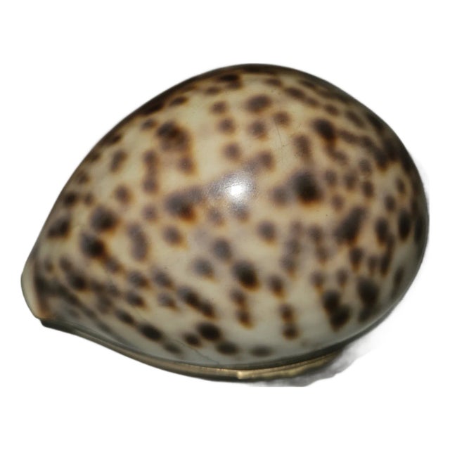 Mid 19th Century Scottish Cowrie Shell Snuff Box For Sale