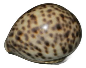 Mid 19th Century Scottish Cowrie Shell Snuff Box
