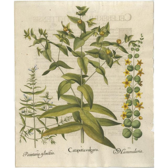 Basilius Besler Spurge, Glasswort & Pennywort Botanical Engraving, 1613, Engraving For Sale - Image 10 of 10