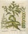 Basilius Besler Spurge, Glasswort & Pennywort Botanical Engraving, 1613, Engraving For Sale - Image 10 of 10