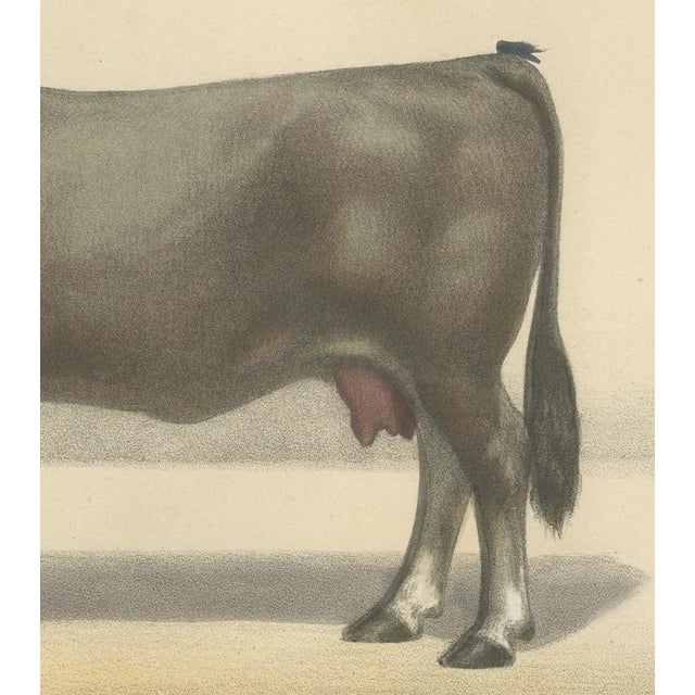 After Borie, Gascon Cow, French Cattle from Animaux De La Ferme, 1863, Chromolithograph For Sale - Image 6 of 9
