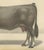 After Borie, Gascon Cow, French Cattle from Animaux De La Ferme, 1863, Chromolithograph For Sale - Image 6 of 9