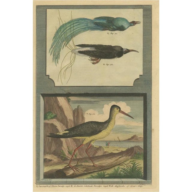 Colored Print of Birds of Paradise and the Eurasian Woodcock, 1726 For Sale