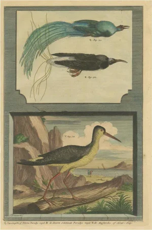 Colored Print of Birds of Paradise and the Eurasian Woodcock, 1726
