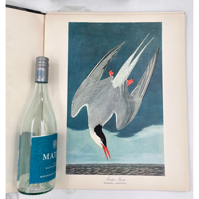 American 1964 Audubon Folio Lithograph Great Bird Paintings – “Arctic Tern” 17x14 For Sale - Image 3 of 9