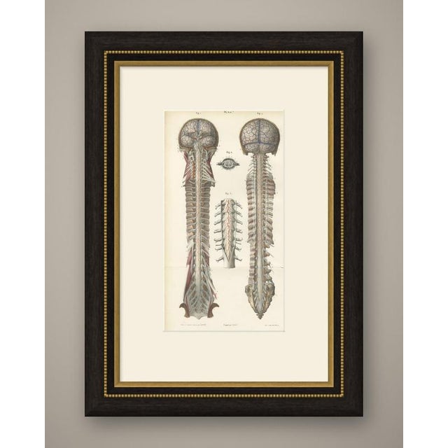 This antique anatomy print of the arteries of the brain and spinal cord is an original 1866 hand coloured lithograph from...
