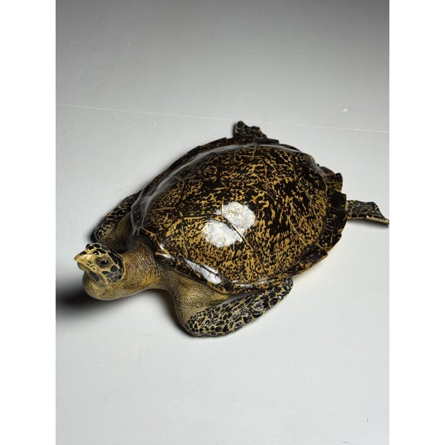 Realistic Plastic Turtle For Sale - Image 18 of 18