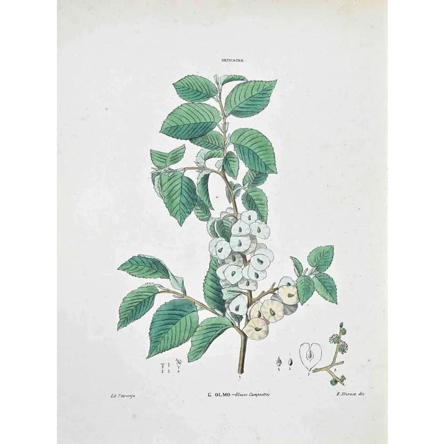 Lithograph hand watercolored. Plate from "Atlante di Botanica popolare ossia Illustrazione di Piante Notevoli di ogni...