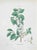 Lithograph hand watercolored. Plate from "Atlante di Botanica popolare ossia Illustrazione di Piante Notevoli di ogni...