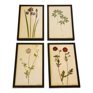 1960s 4 S Botanical Chromolithographs Katarina Fine For Sale