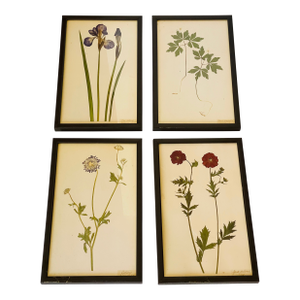 1960s 4 S Botanical Chromolithographs Katarina Fine