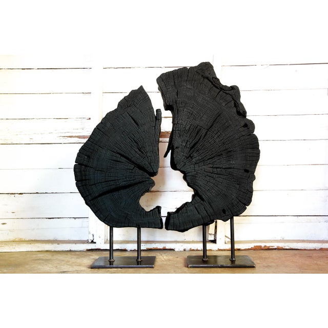 The INDRA Collection, created 2024 by Benjamin Arseguel. A tranche from a massive Texas Live Oak. Immortalized... A unique...