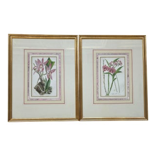 Early 20th Century Pair of Botanical Prints. Matted and Framed. For Sale