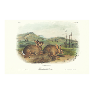1854 Audubon Quadruped Octavo Lithograph "Plate 108 Bachman's Hare"