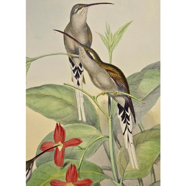 Salle's Hermit Hummingbirds: A 19th C. Gould Hand-Colored "Phaethornis Augusti", 1850 For Sale - Image 9 of 10