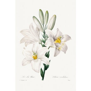 Madonna Lily, Vintage Botanical Art Print Reproduction by Pierre-Joseph Redouté, 40" X 60" For Sale