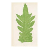 1870s, Polypody Fern Print, Original Antique Fern Print, Color Engraving, England For Sale