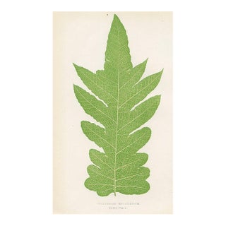 1870s, Polypody Fern Print, Original Antique Fern Print, Color Engraving, England For Sale