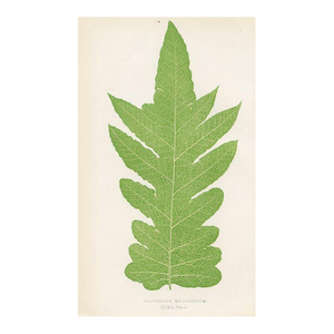 1870s, Polypody Fern Print, Original Antique Fern Print, Color Engraving, England