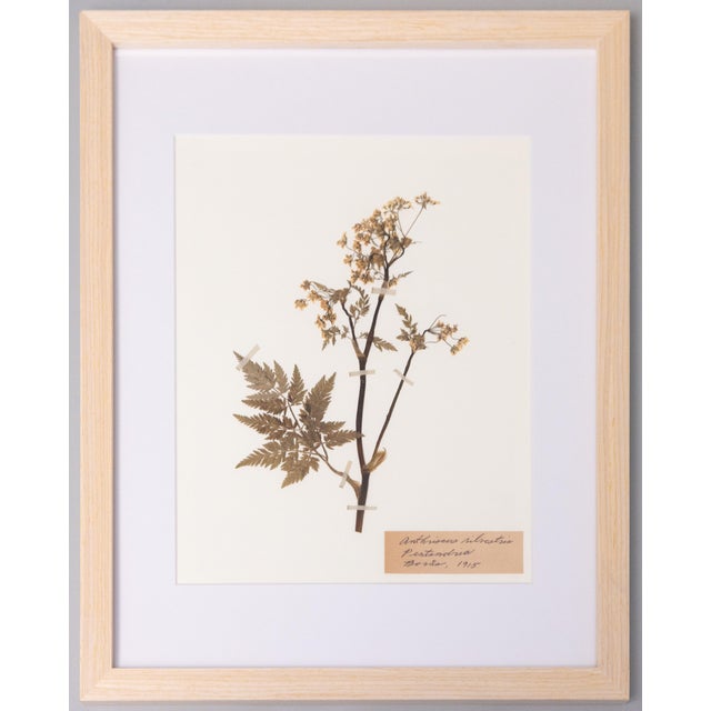 Custom Framed Antique Swedish Botanical Herbariums, Set of 12 For Sale - Image 9 of 17