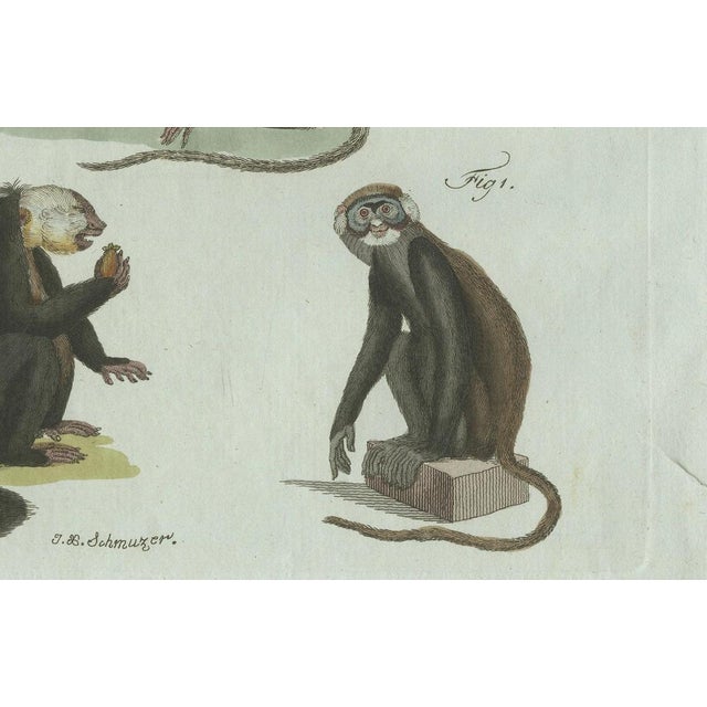 Bertuch, Five Monkeys and Tamarins, 1802, Engraving For Sale - Image 4 of 9