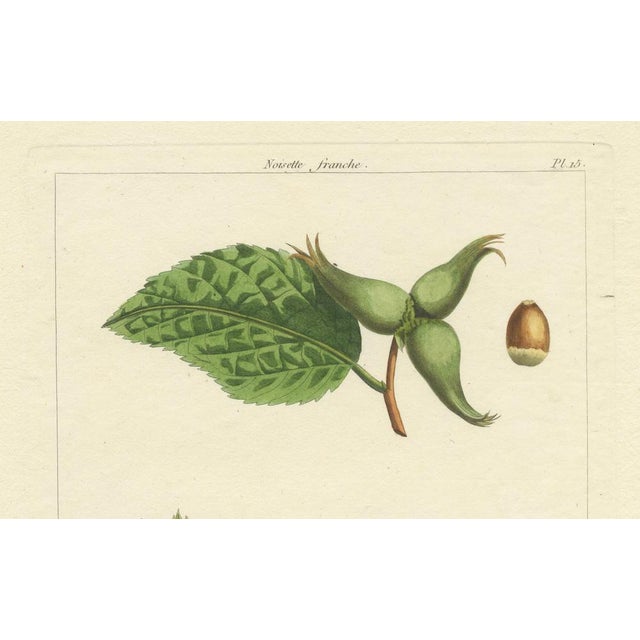 Early 19th Century Common and Spanish Hazelnut, 1821, Print For Sale - Image 5 of 10