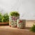 Bring a fresh burst of greenery to your home with this Foliage Half Orb Set. Perfect for any space, this set features...