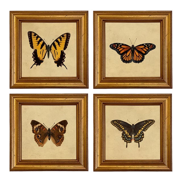 Set of 4 Vintage Style Butterfly Illustration Framed Prints For Sale
