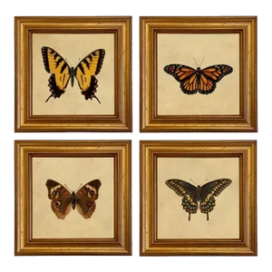 Set of 4 Vintage Style Butterfly Illustration Framed Prints