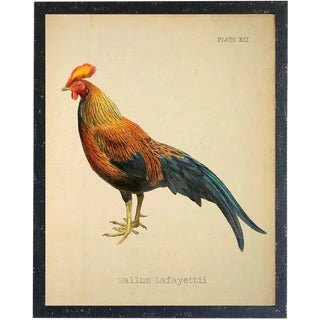 Country Print of Gallus Lafayettii Rooster - 24x30 For Sale
