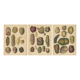 Calwer, Botanical Plates of Potatoes and Tubers, 1852, Lithographs, Set of 3 For Sale