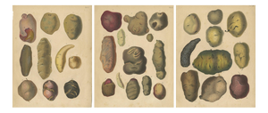 Calwer, Botanical Plates of Potatoes and Tubers, 1852, Lithographs, Set of 3