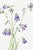 Paper Harebell, Vintage Botanical Art Print Reproduction by Mary Vaux Walcott, 40" X 60" For Sale - Image 7 of 11