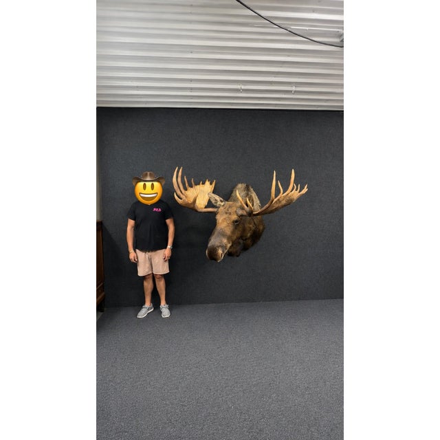 Yukon Moose Shoulder Mount With Large Palmate Antlers For Sale - Image 4 of 12