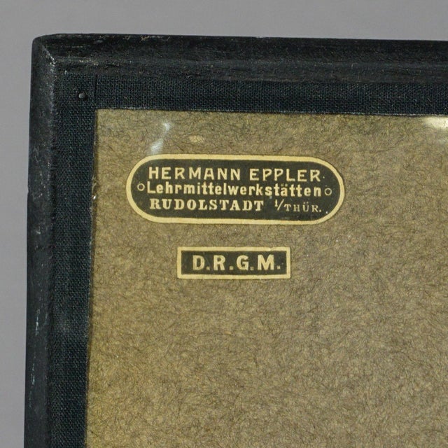 Antique Scientific Visual Aid - Bone Cut of the Human Elbow For Sale - Image 4 of 6