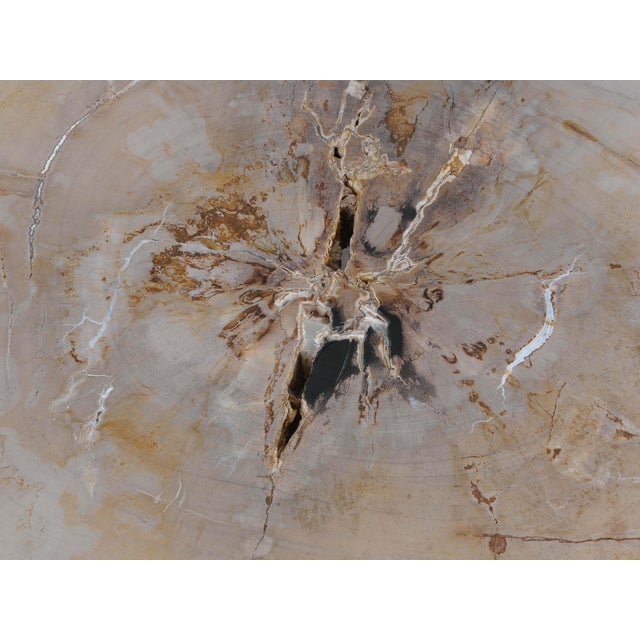 Petrified Wood Coffee Table by Xyleia Petrified Wood For Sale - Image 4 of 5