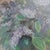 Early 21st Century Pastel Floral Painting of Lilacs in Purple Green Gold & White Frame 17" X 14" For Sale - Image 5 of 12