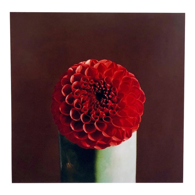 2004 Peter C. Jones, Red Dahlia Flower Still Life Large Format Photograph For Sale