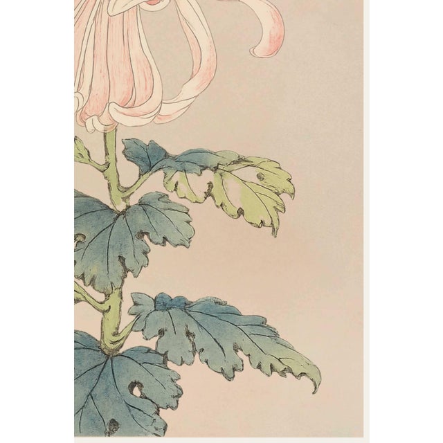 Not Yet Made - Made To Order Pink Spider Chrysanthemum by Hasegawa Japanese Botanical Art Print, 40" X 60" For Sale - Image 5 of 10