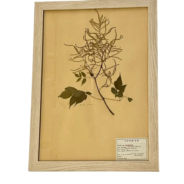 Vintage Set of 4 French Custom Framed Herbarium Botanical Specimens For Sale - Image 10 of 14